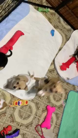 Chihuahua Puppies For Sale in Zanesville, Ohio