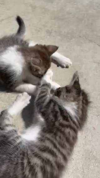 Kittens in North Highlands, California