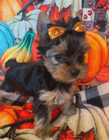 Cammie Pending in Springfield, Missouri