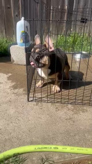Blue&tan Male in Sacramento, California