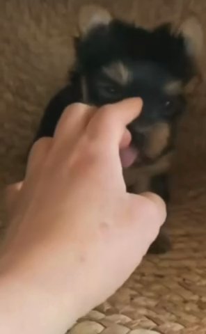 Yorkie Puppy in Austin, Texas