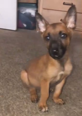 belgian malinois in Houston, Texas