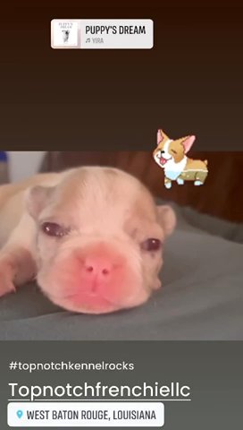 Frenchie in Baton Rouge, Louisiana