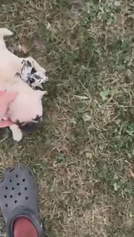 Pug in Worcester, Massachusetts