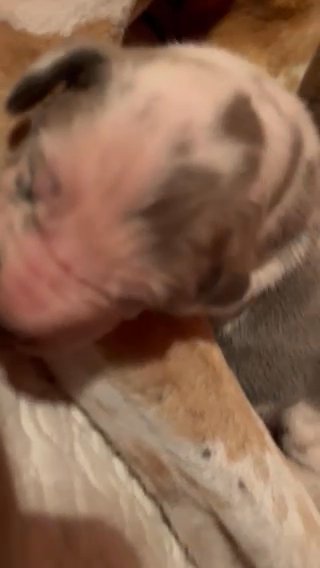 Blue Fawn Harlequin Female Great Dane in Charlottesville, Virginia