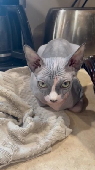 Female Sphynx Kitten in Cincinnati, Ohio