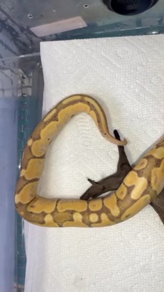 Banana Ball Python in Picayune, Mississippi