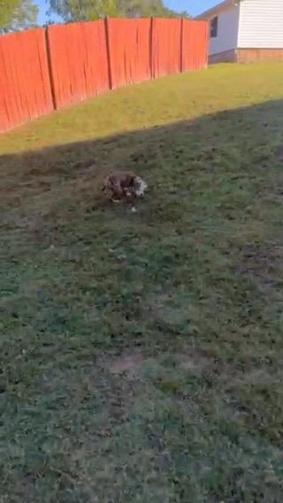 Sweet Sass-A-Frass The American Bulldog Puppy in McDonough, Georgia