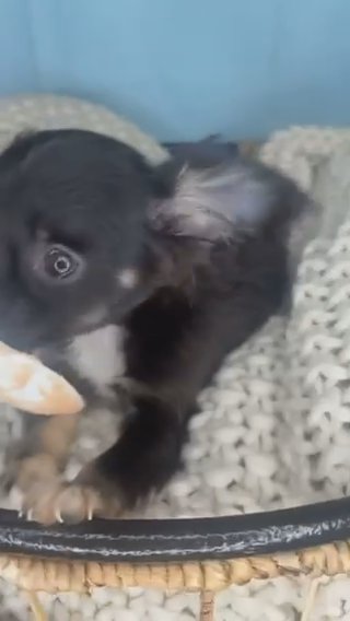 Chihuahua Boy Puppy in Charlotte, North Carolina