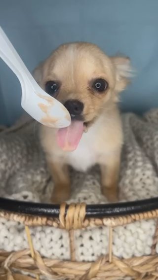 Chihuahua Boy Puppy in Charlotte, North Carolina