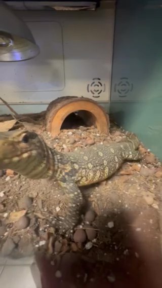 Nile Monitor in Picayune, Mississippi