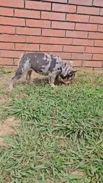 Lilac Merle Female French Bulldog with Tan Points in Memphis, Tennessee