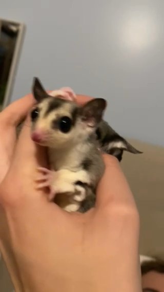“Darling” Female Sugar Glider Joey in Grand Rapids, Michigan