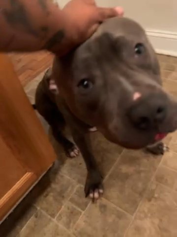 My sweet Bluenose Pitbull Needs A Home! in Hampton, Virginia