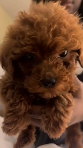 Teacup Poodle in Euclid, Ohio