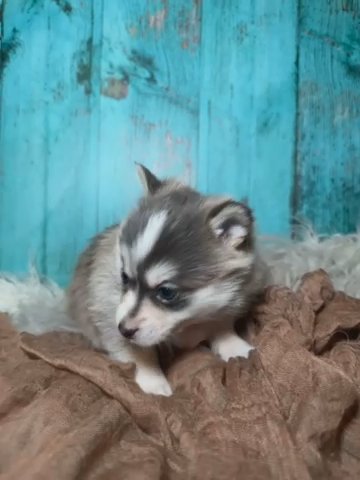 Blue Toy Pomsky in Los Angeles, California
