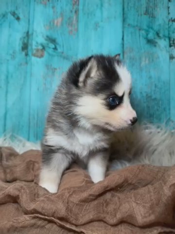 Mini pomsky (Bell) in Los Angeles, California