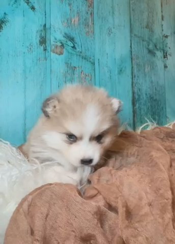 Mini pomsky in Los Angeles, California