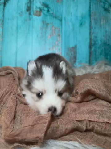Mini Pomsky (mistletoe) in Los Angeles, California