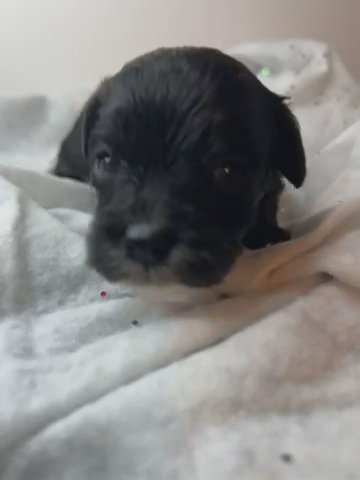 Oliver in Charlotte, North Carolina