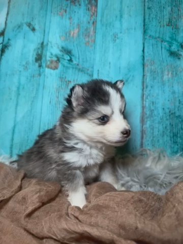 Mini Pomsky (Jingle) in Los Angeles, California