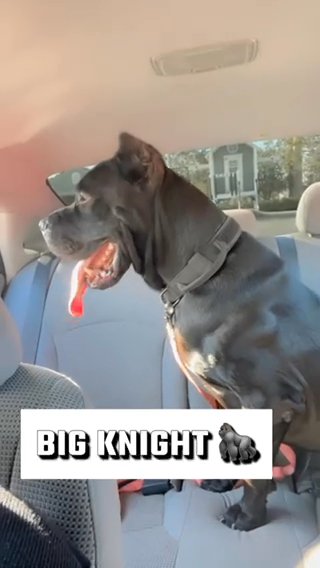 Cane Corso in Orlando, Florida