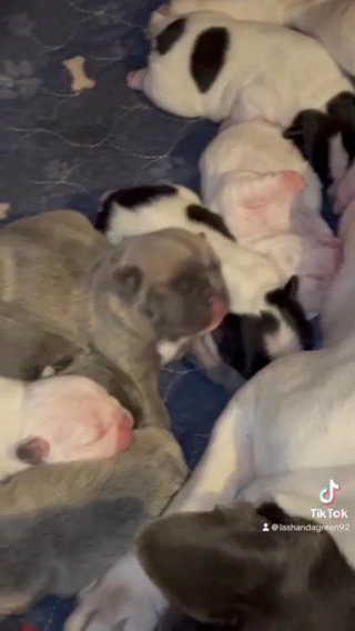 French Bulldog in Danville, Kentucky