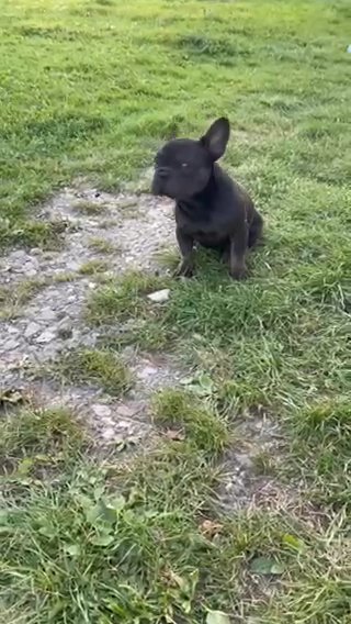 French Bulldogs in Boston, Massachusetts