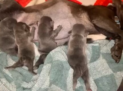 Cut English Spot Rabbit for Sale in Hyattsville, Maryland