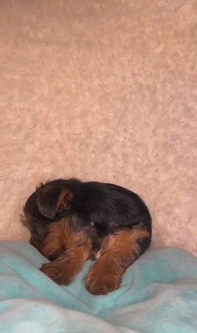 SOLD- Ella Toy Yorkie Female in Houston, Texas