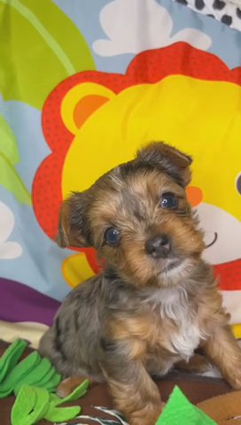SOLD- Skye in Houston, Texas