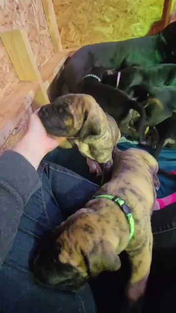 Puppies coming soon! in Nashville, Tennessee