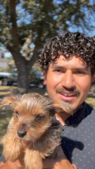 Cavapoo Male Pup Ready To Go To His New Family ? in Albany, New York