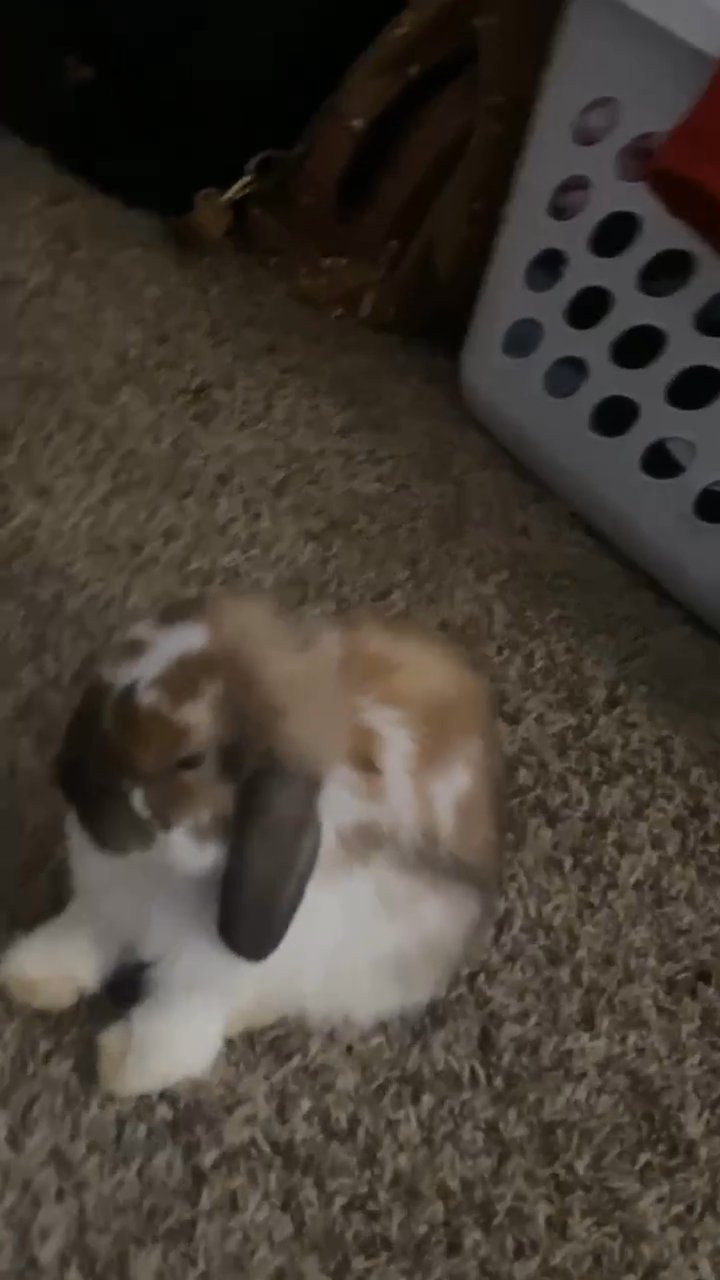 Holland Lop in Broken Arrow, Oklahoma