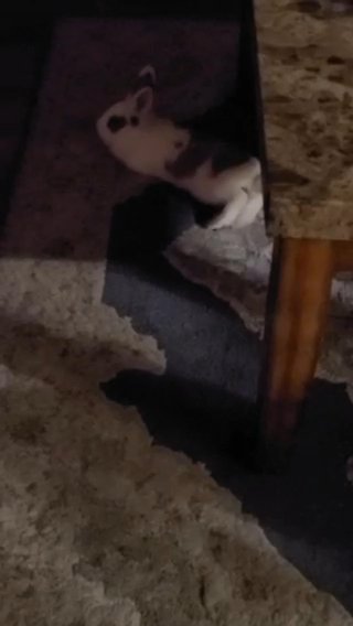 Rabbit in Central Islip, New York