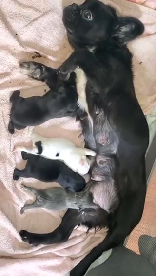 AKC Import Sired Cane Corso Female Pup   AKC Import Sired Formentino Female in Atlanta, Georgia