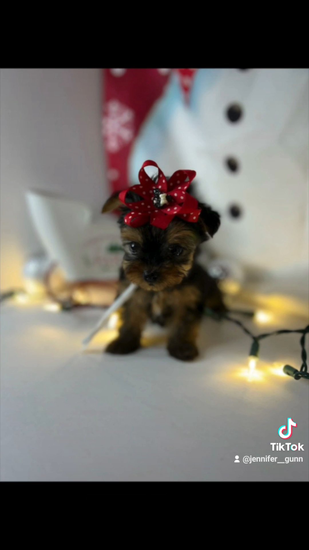 ?SOLD ? ?READY CHRISTMAS WEEK?Chocolate Tweed Merle Male Yorkie in Sikeston, Missouri