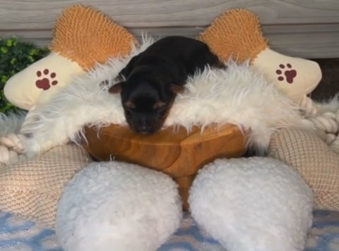 SOLD-Blueu (luxury Male Yorkie 5lbs Adult Weight)?? in Houston, Texas