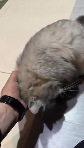 Ketty Cat in New York City, New York