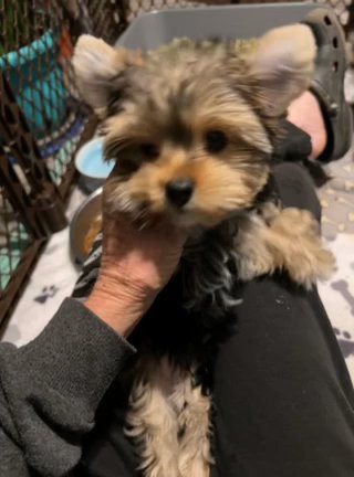 Yorkshire Terrier Male Pup in Bristol, Virginia