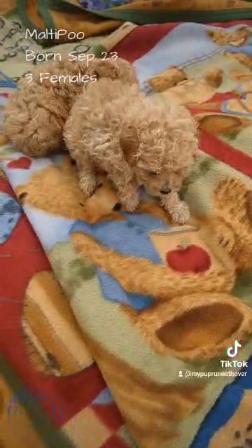 AKC Red Toy Poodle (Karen) in Dallas, Texas