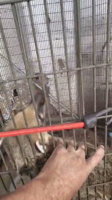 coatis in Zachary, Louisiana