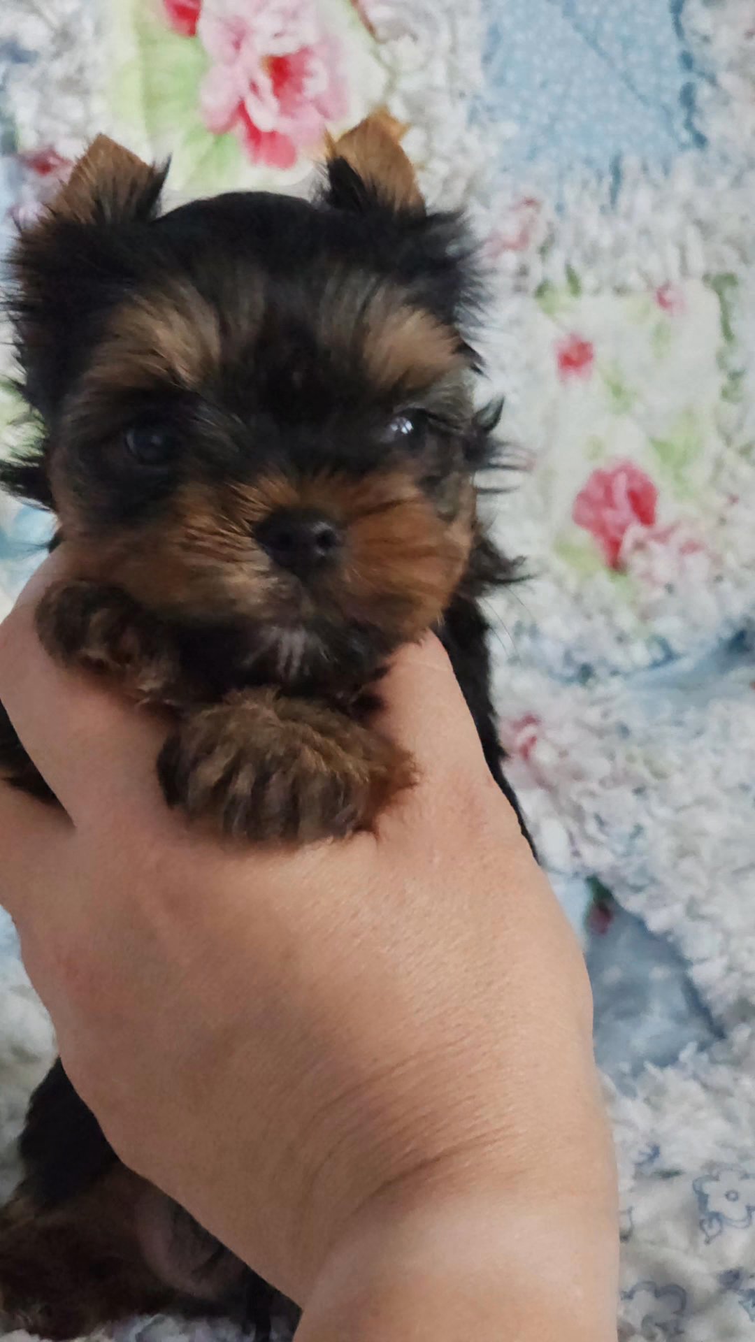 black and tan male yorkie in Aiken, South Carolina