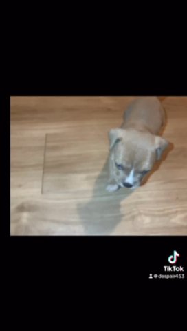 My Sweet pit Needs A New Home! in Hampton, Virginia