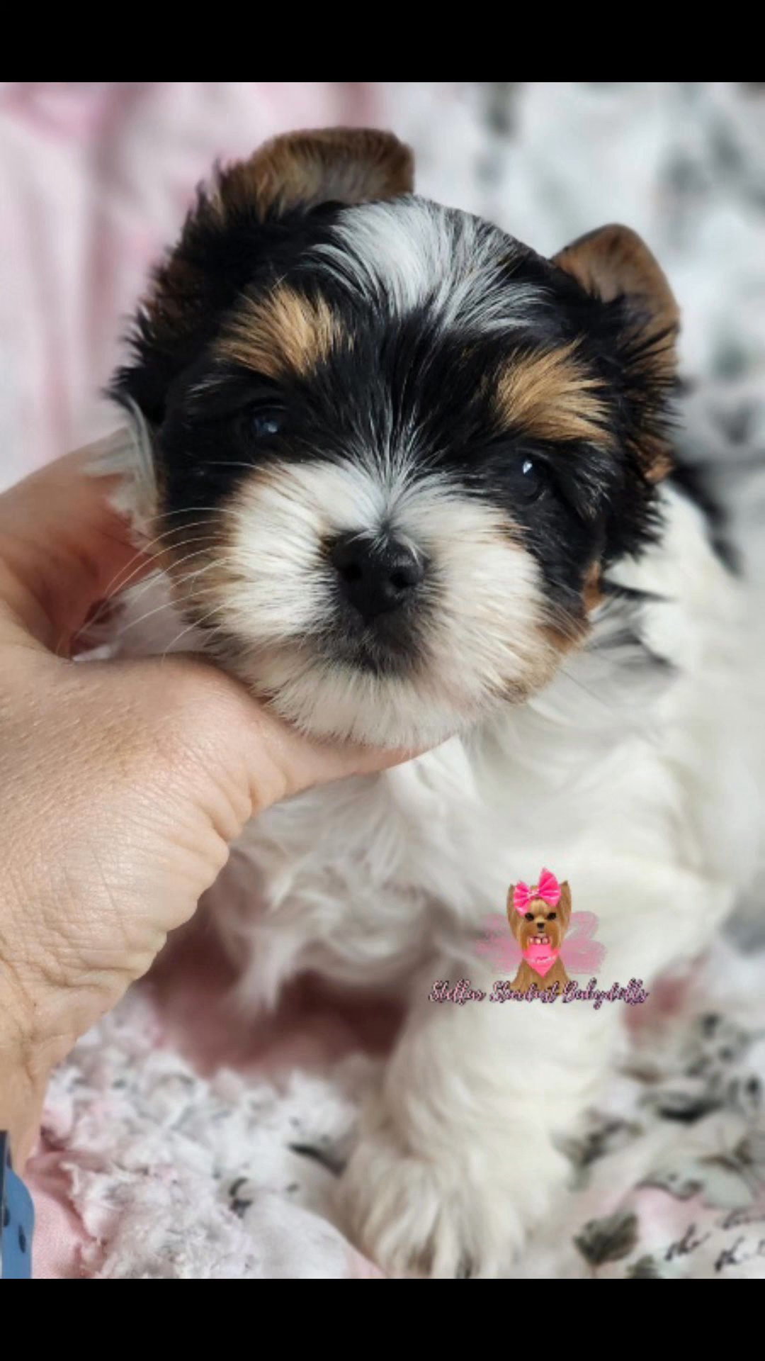 Lola's litter in Chicago, Illinois