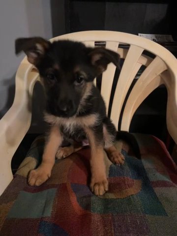 German Shepherd in Millington, Tennessee