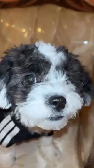 Teddy Bear Puppy ? in Rockville Centre, New York