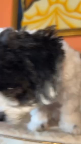 Teddy Bear Puppy in Rockville Centre, New York