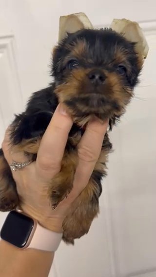 AKC Hot pink Girl in New Albany, Indiana