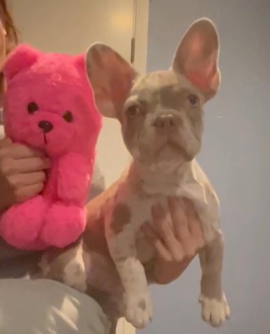 French Bulldog in Fair Oaks, California